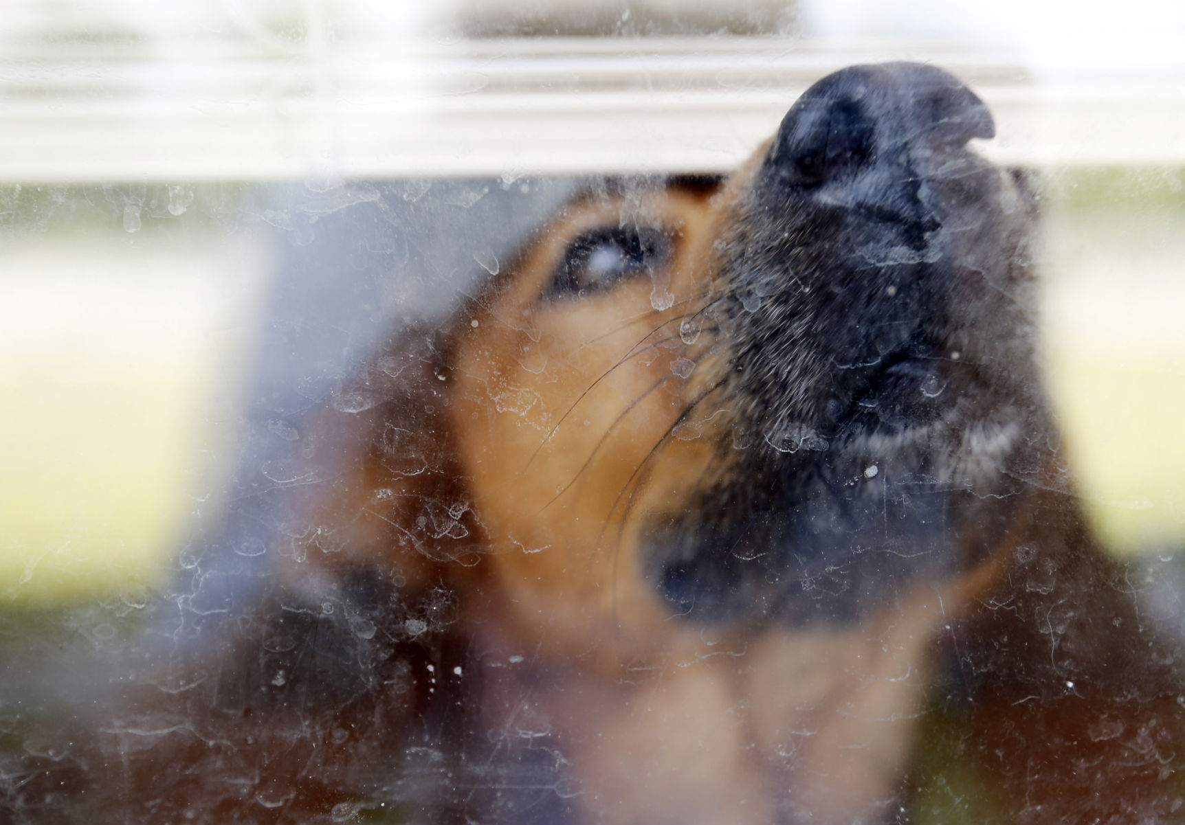 Rescue dog